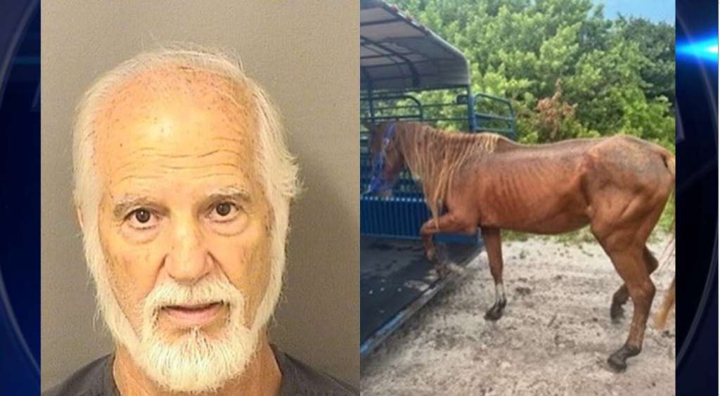 Homem de Boca Raton é preso depois que autoridades encontram cavalos desnutridos e feridos em condições 'deploráveis', dizem autoridades.